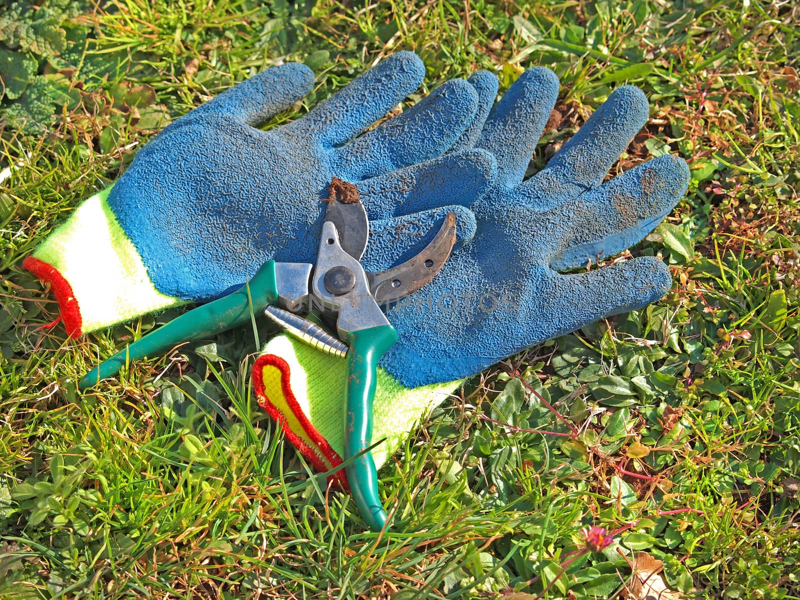 pruning scissors and gloves in the grass        