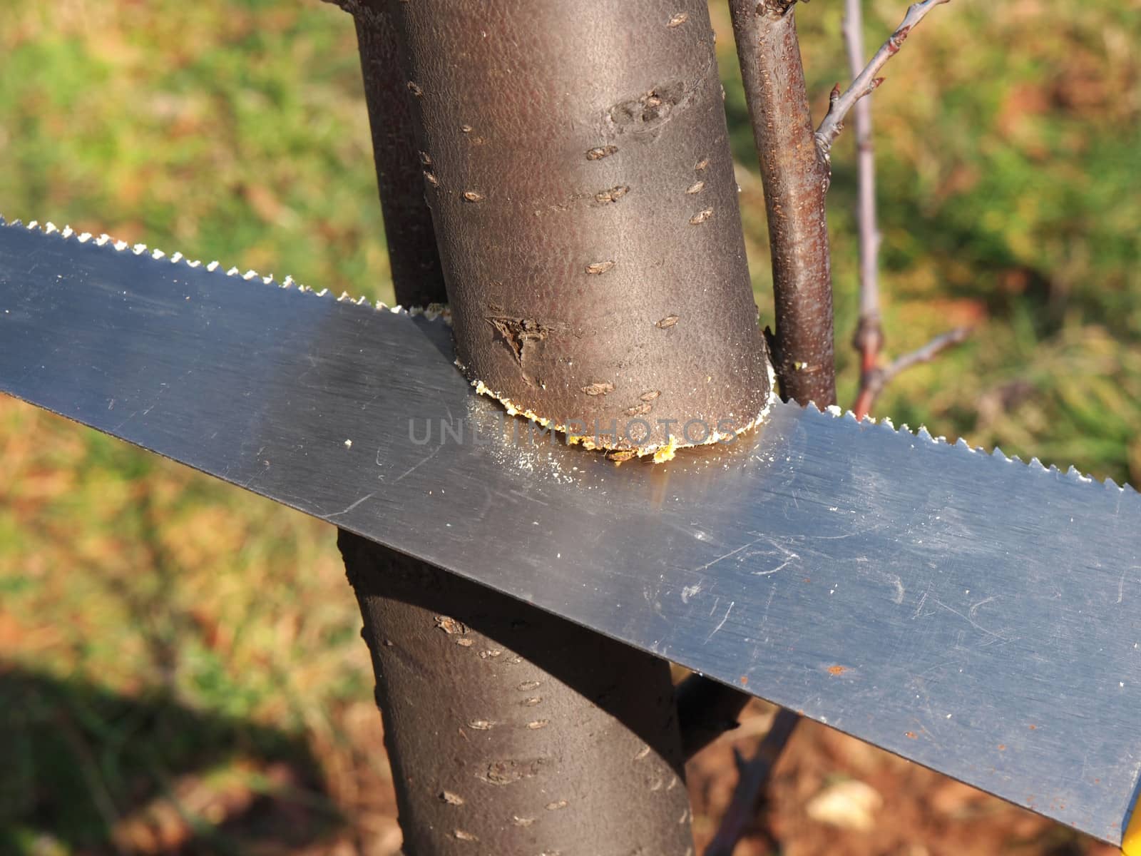 cutting branch of a tree with a saw        
