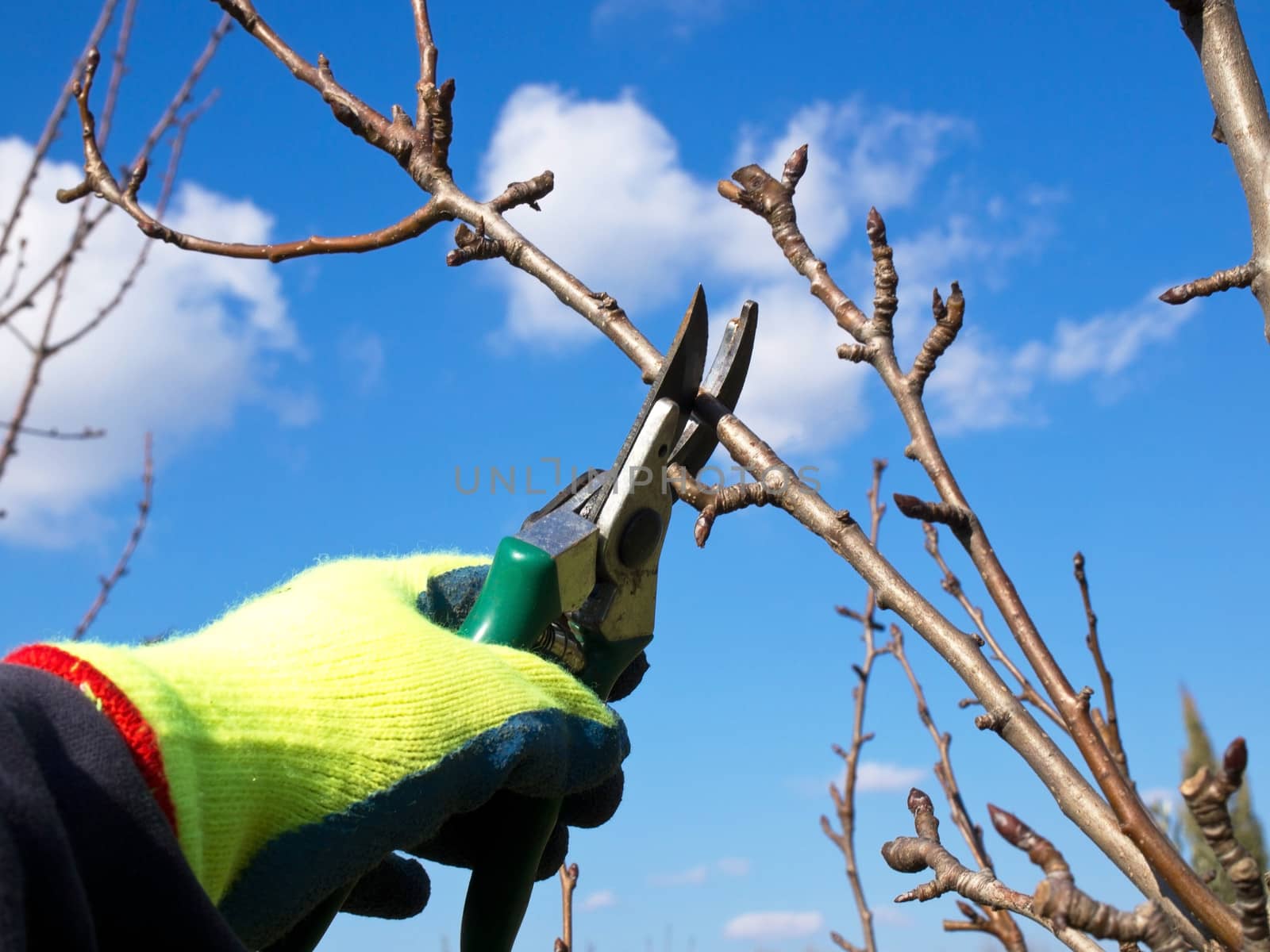 hand with a glowe pruning with a scissors