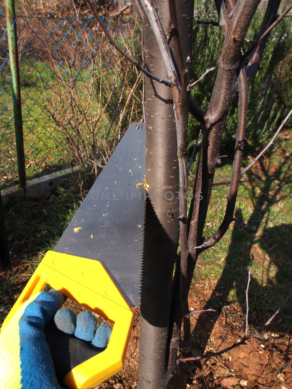 cutting branches with hand saw       