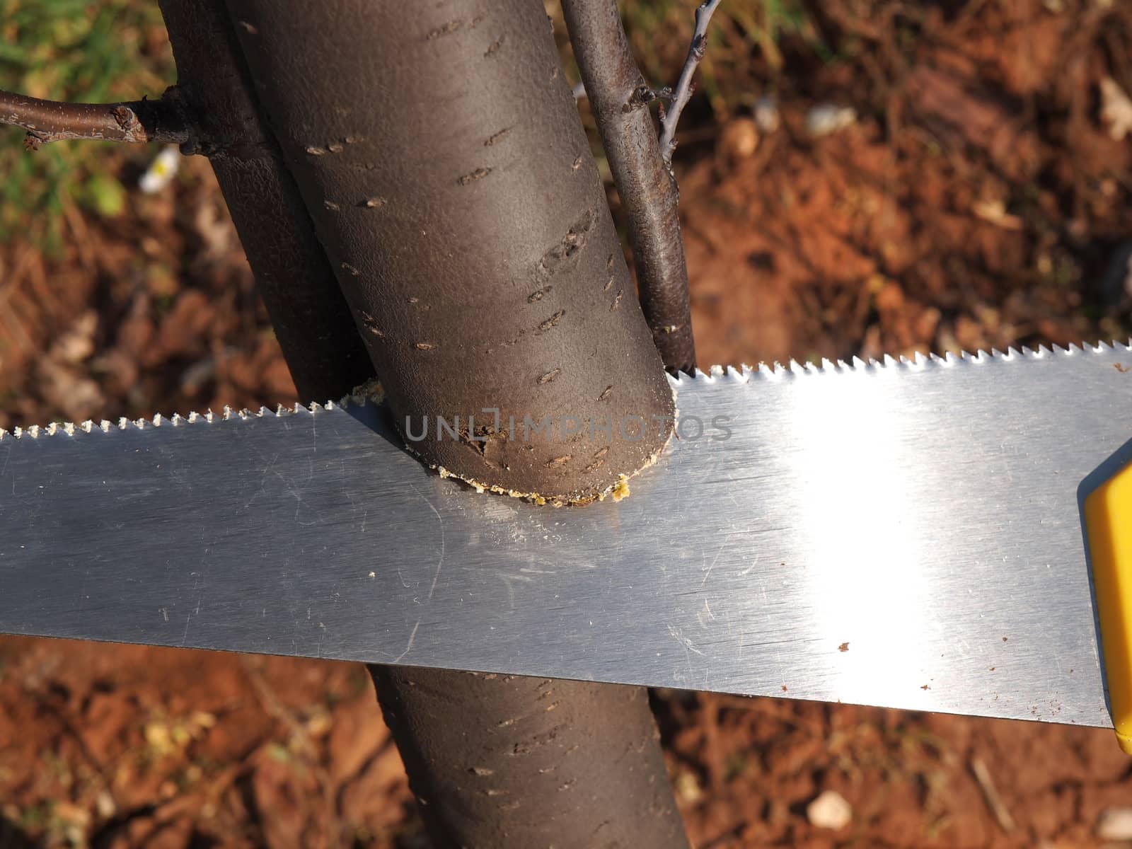 cutting branch with a hand saw       