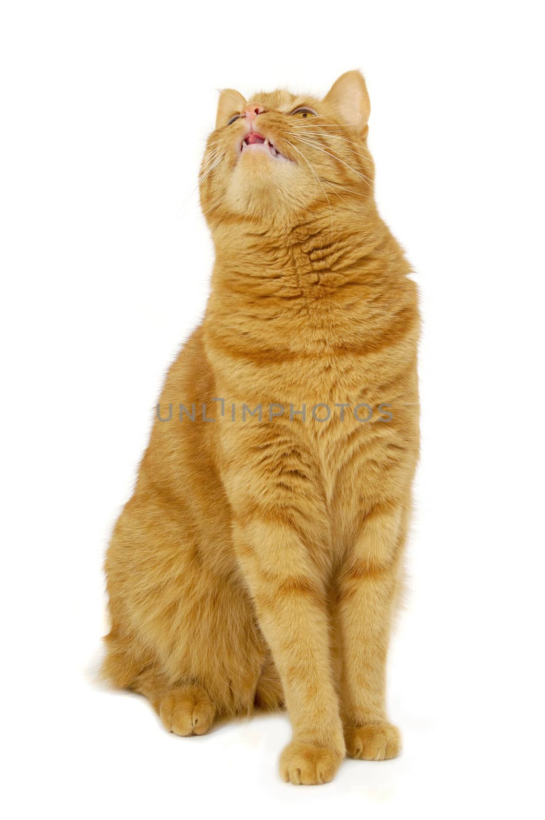 Red cat sitting on a white background