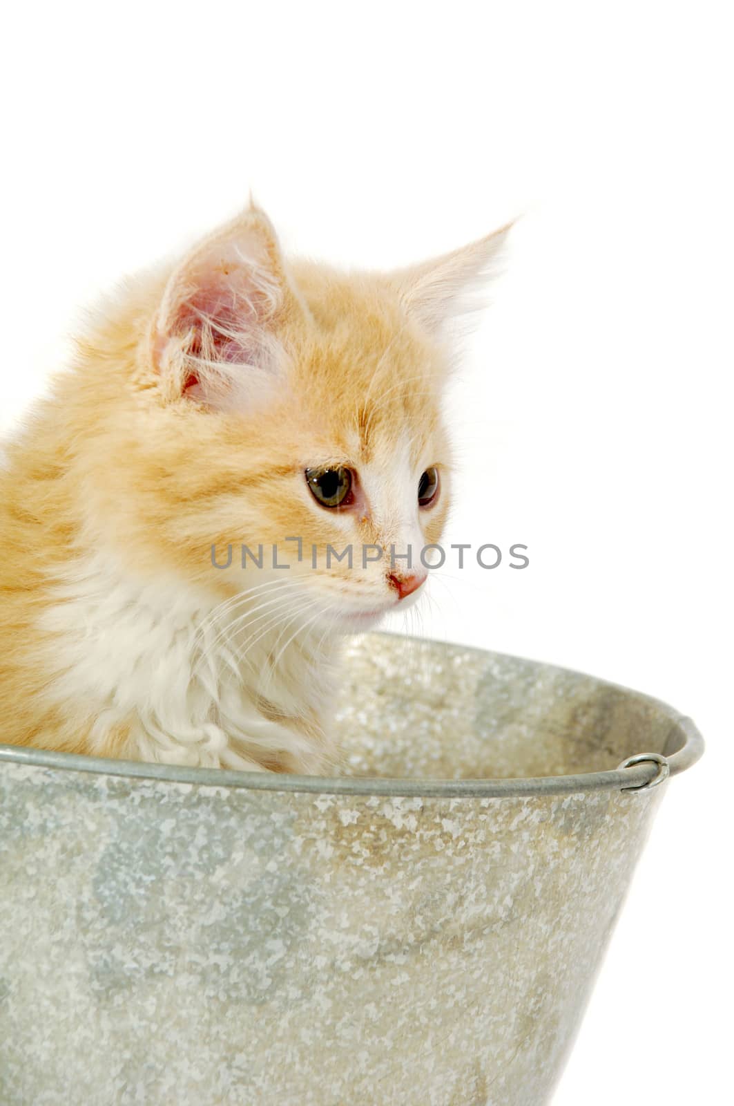 Kitten in bucket by cfoto
