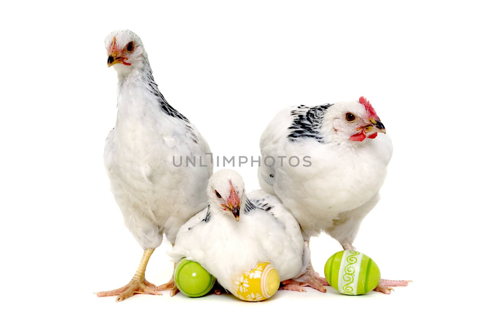 Chickens with easter eggs. Isolated on a white background.