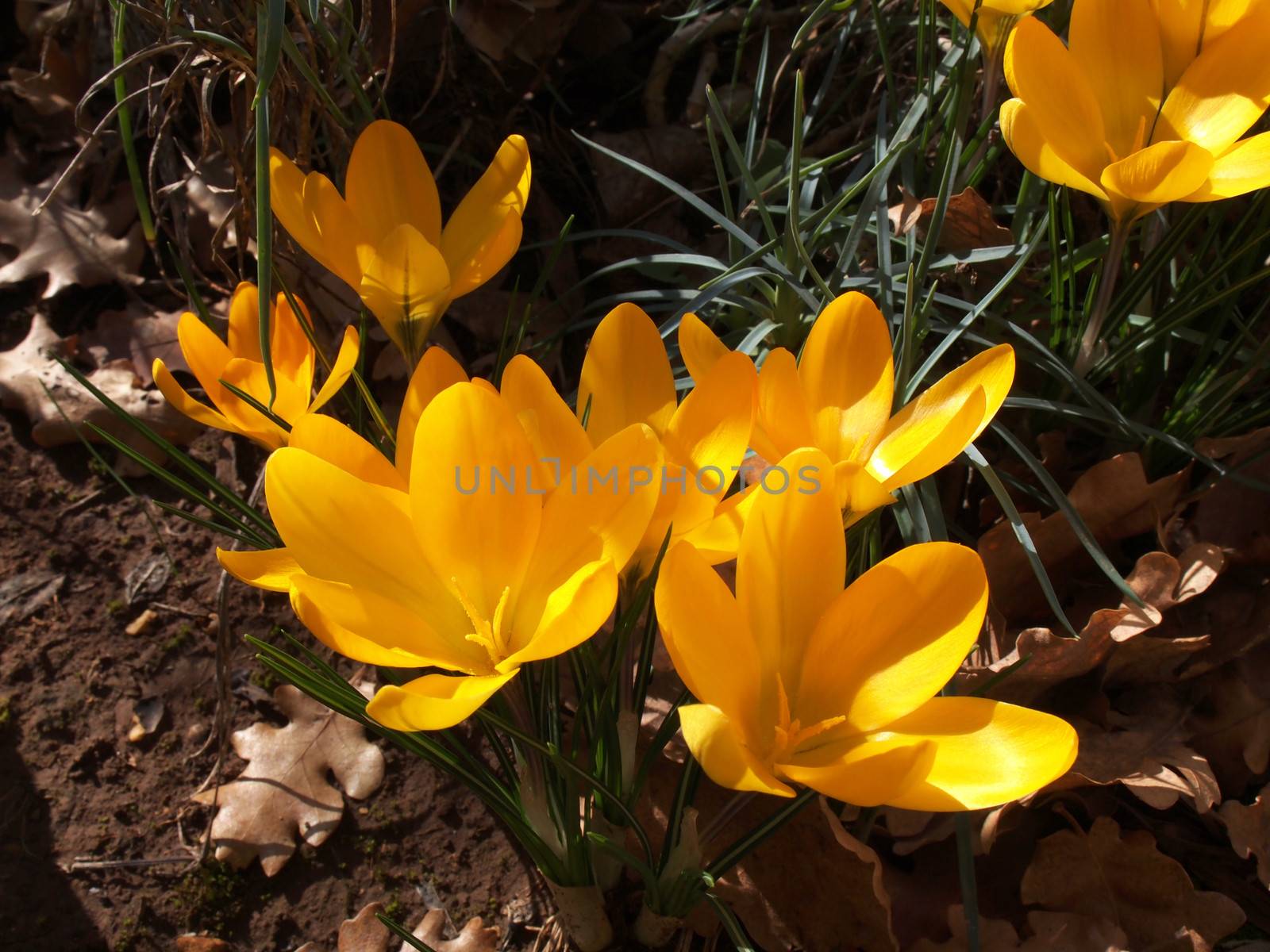 yellow crocus by nevenm