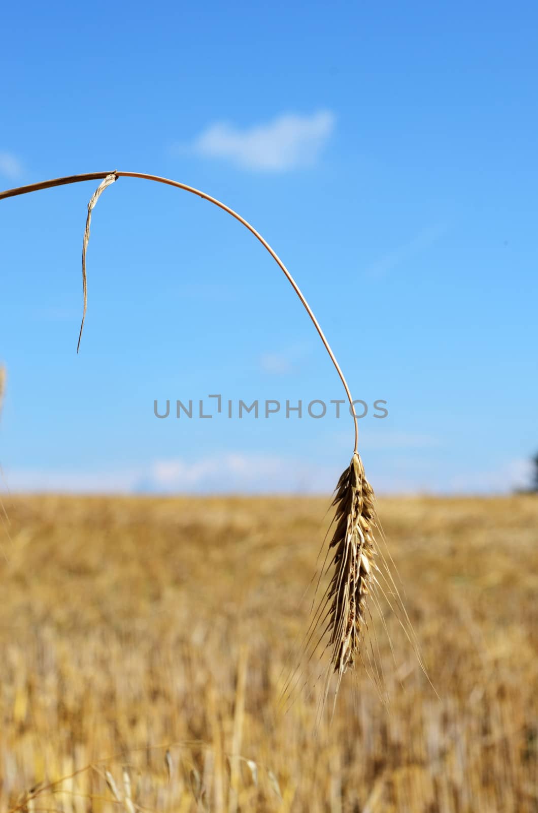 wheat by sarkao