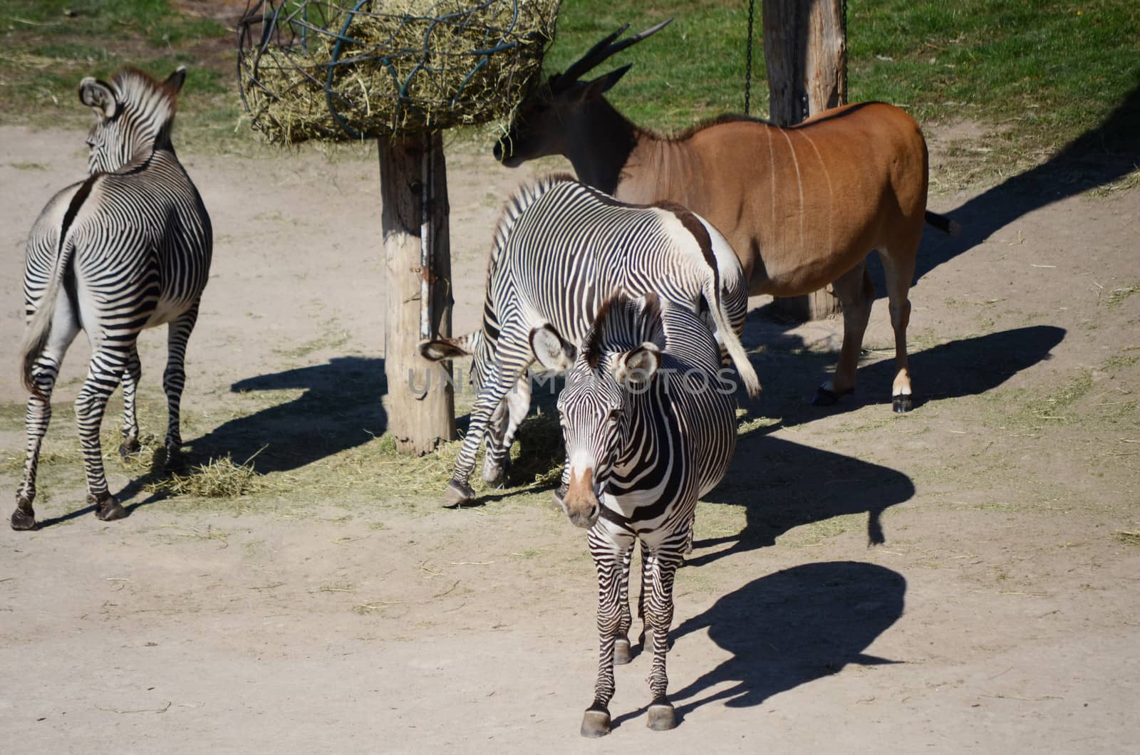 zebras and antelope in zoo