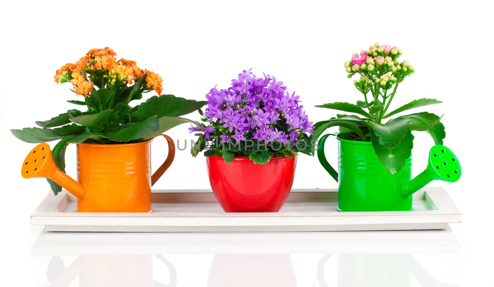 blue campanula and kalanchoe Calandiva flowers, on white background