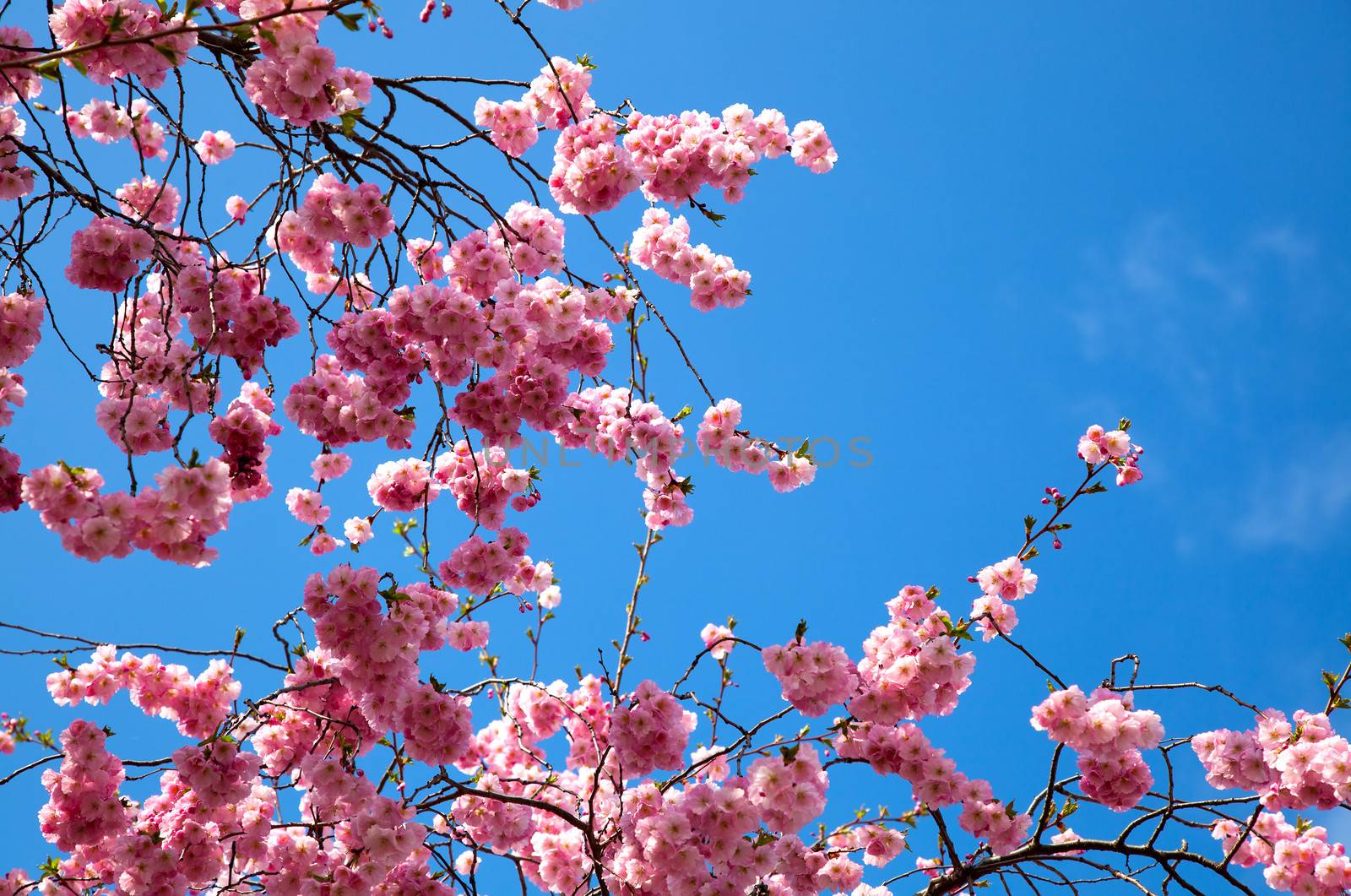 apple flower on blue sky background
