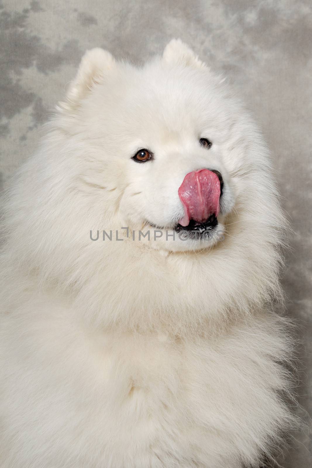 Samoyed dog with happy face