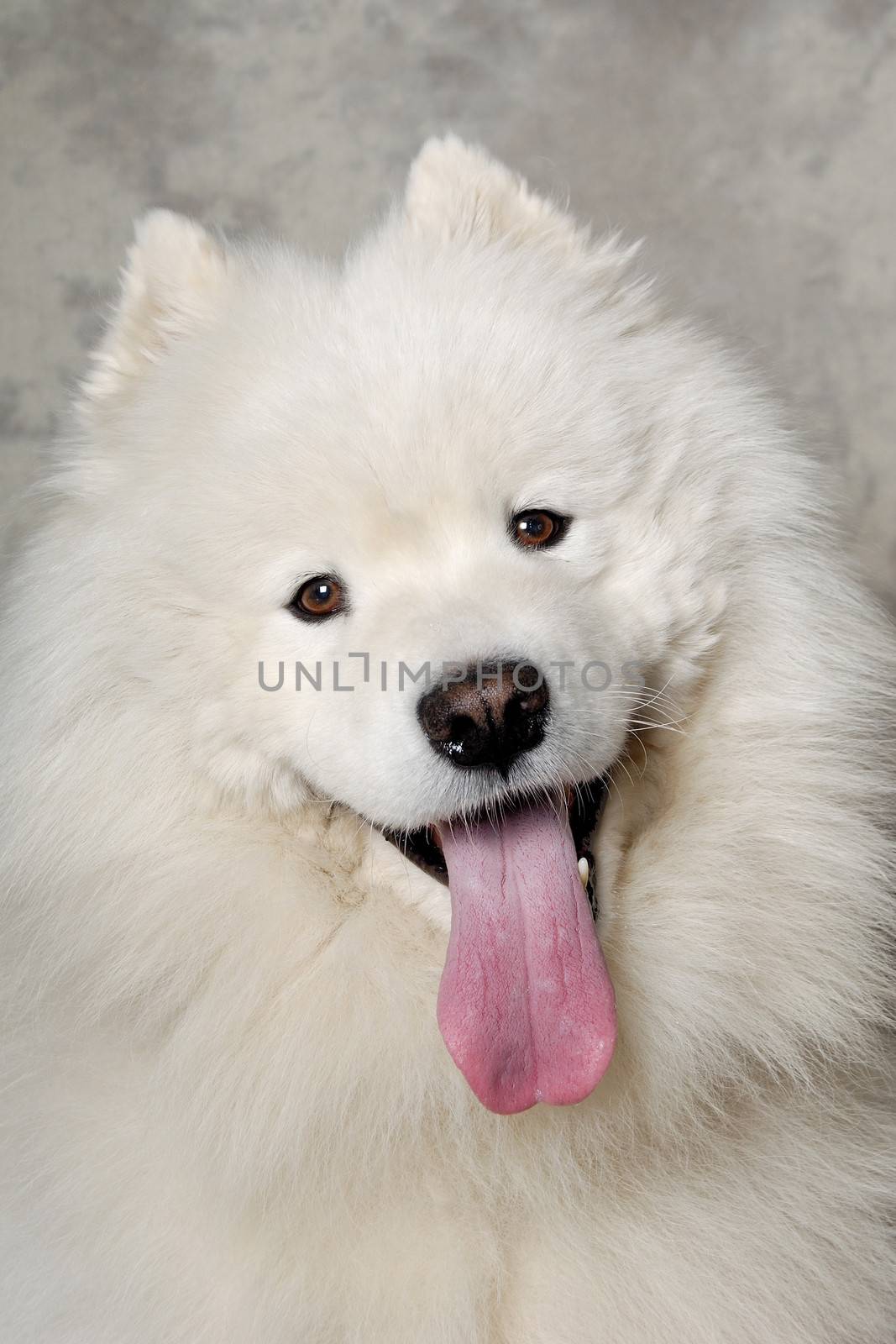 Face of happy samoyed dog by cfoto