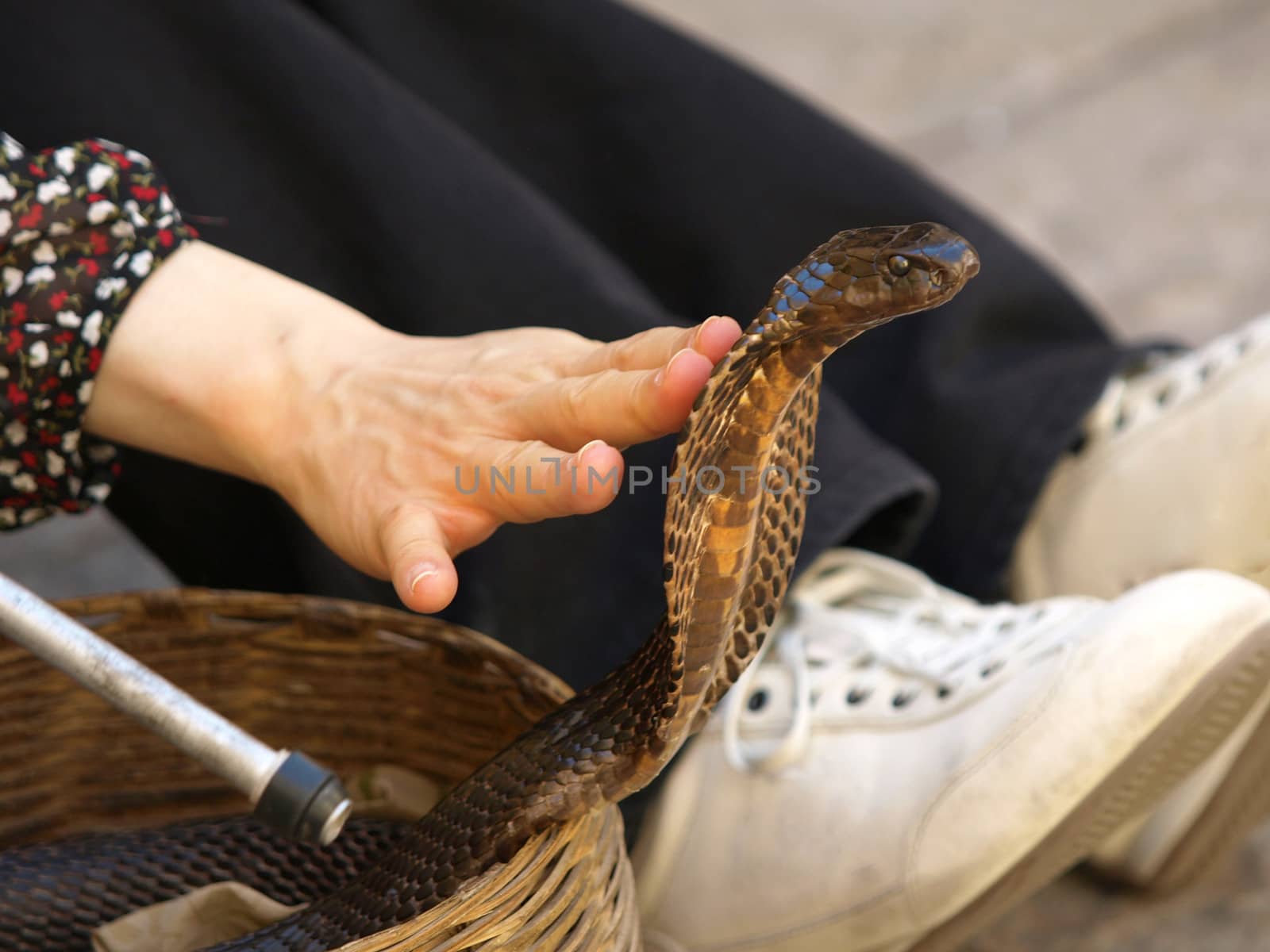 girls hand touching cobras head       