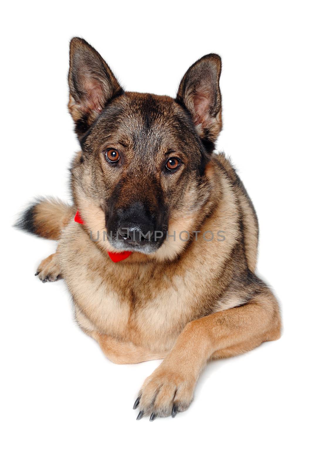 German shepherd dog is resting on a white background