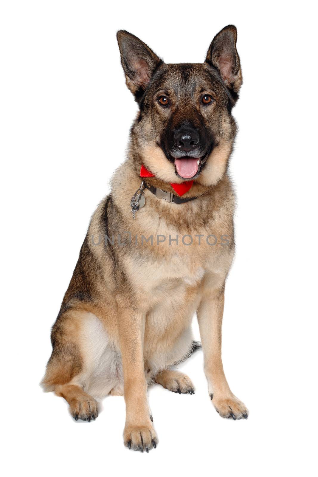 German shepherd dog is sitting on a white background