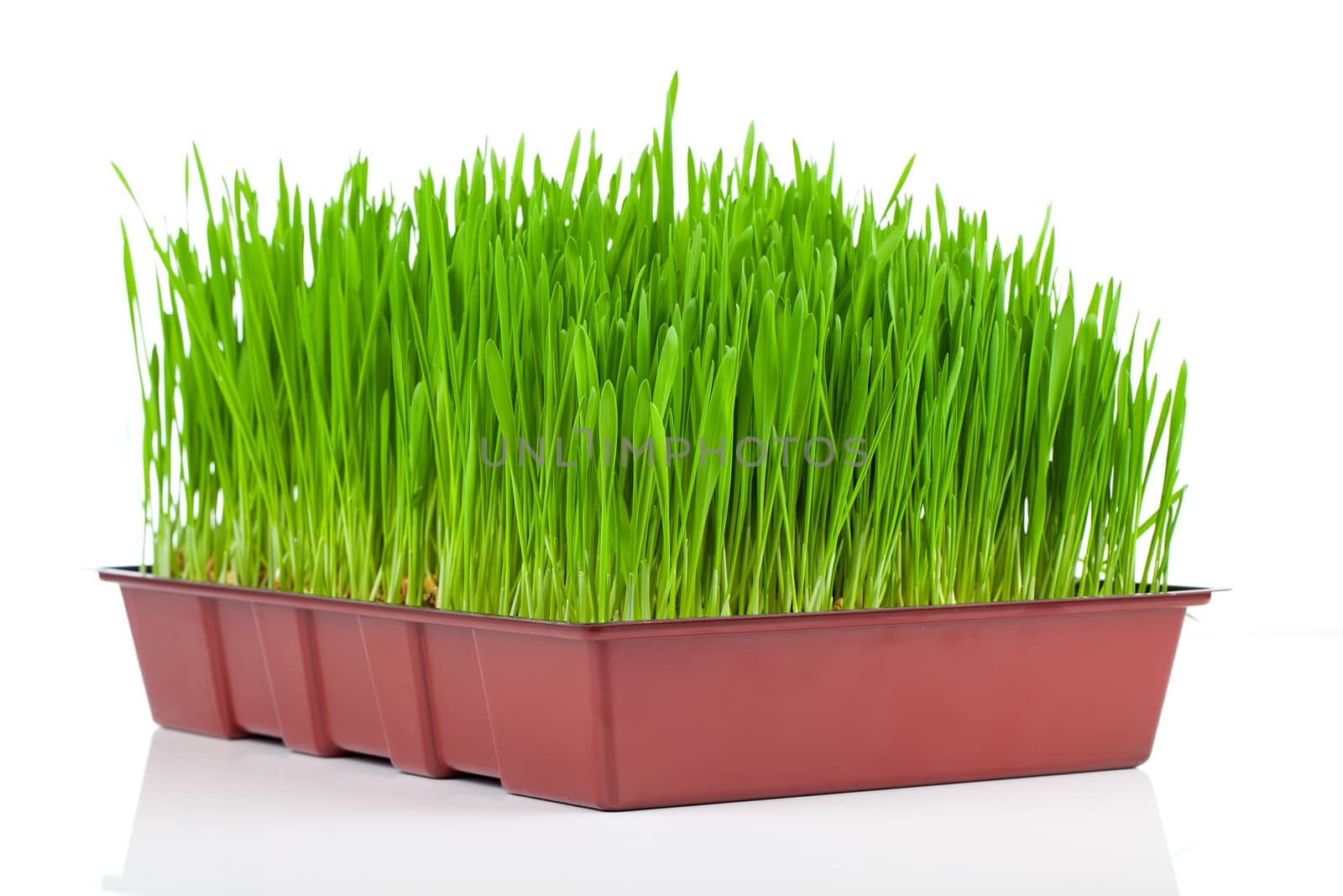 Green grass. Isolated, over white background