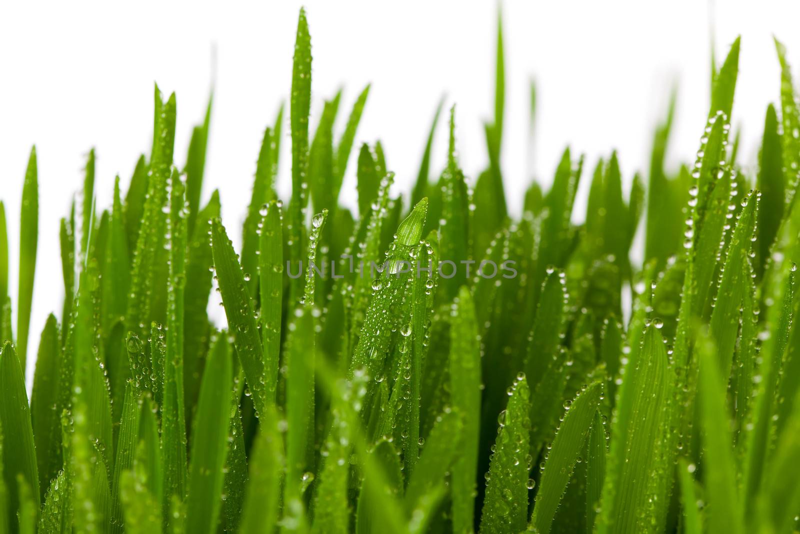 Fresh Green Grass with Drops Dew, on white