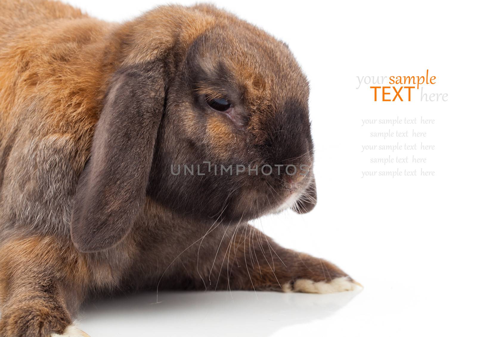 rabbit isolated on a white background