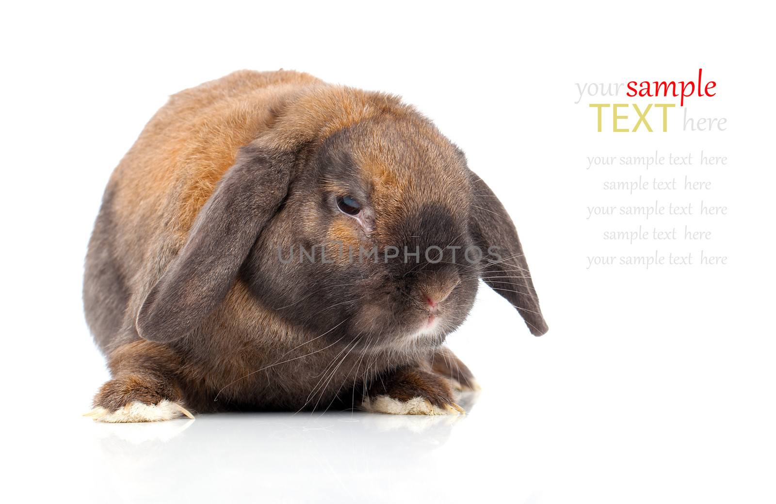 rabbit isolated on a white background