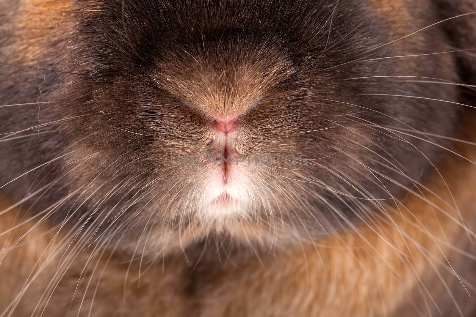 red-haired rabbit with black spots