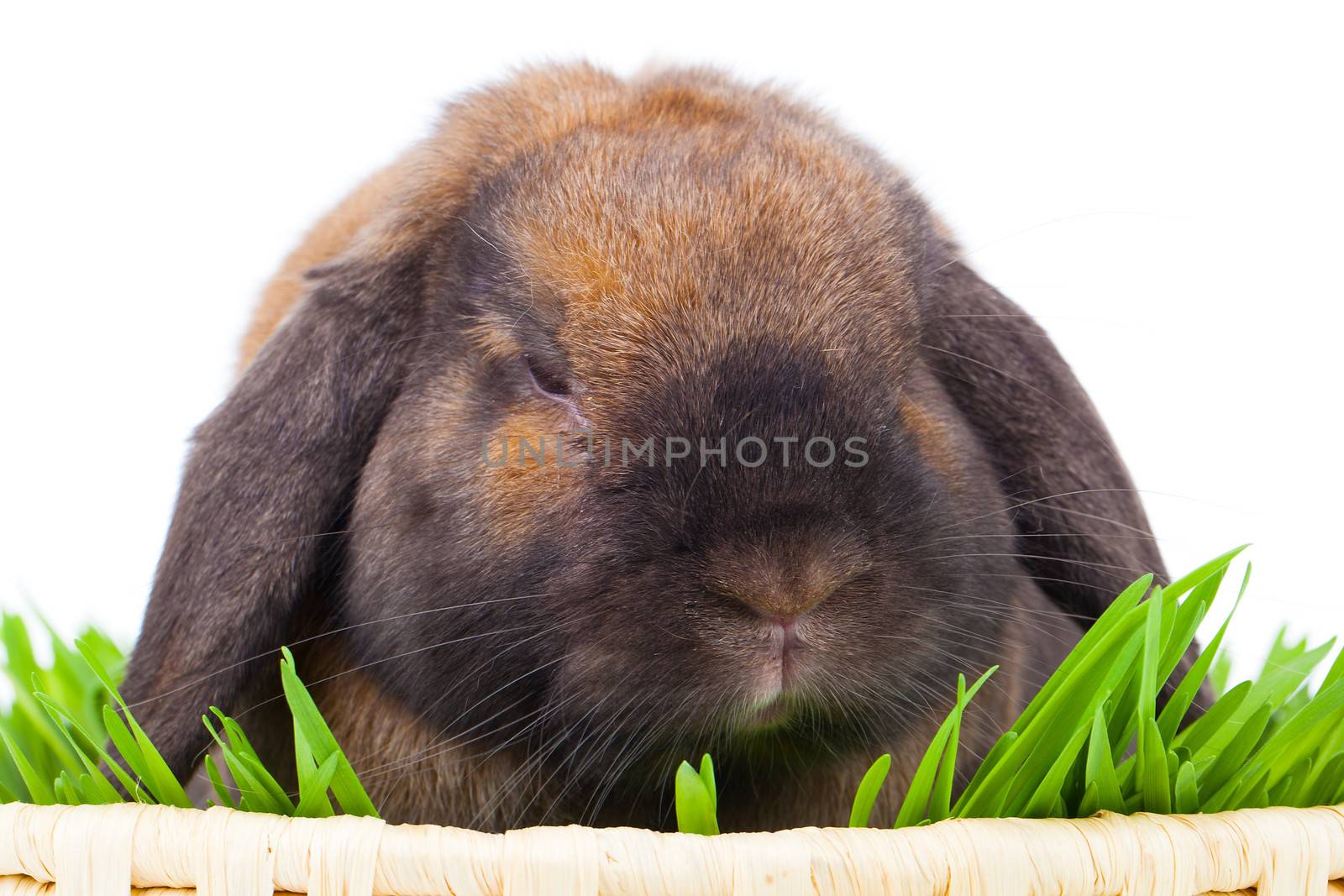 rabbit isolated on a white background