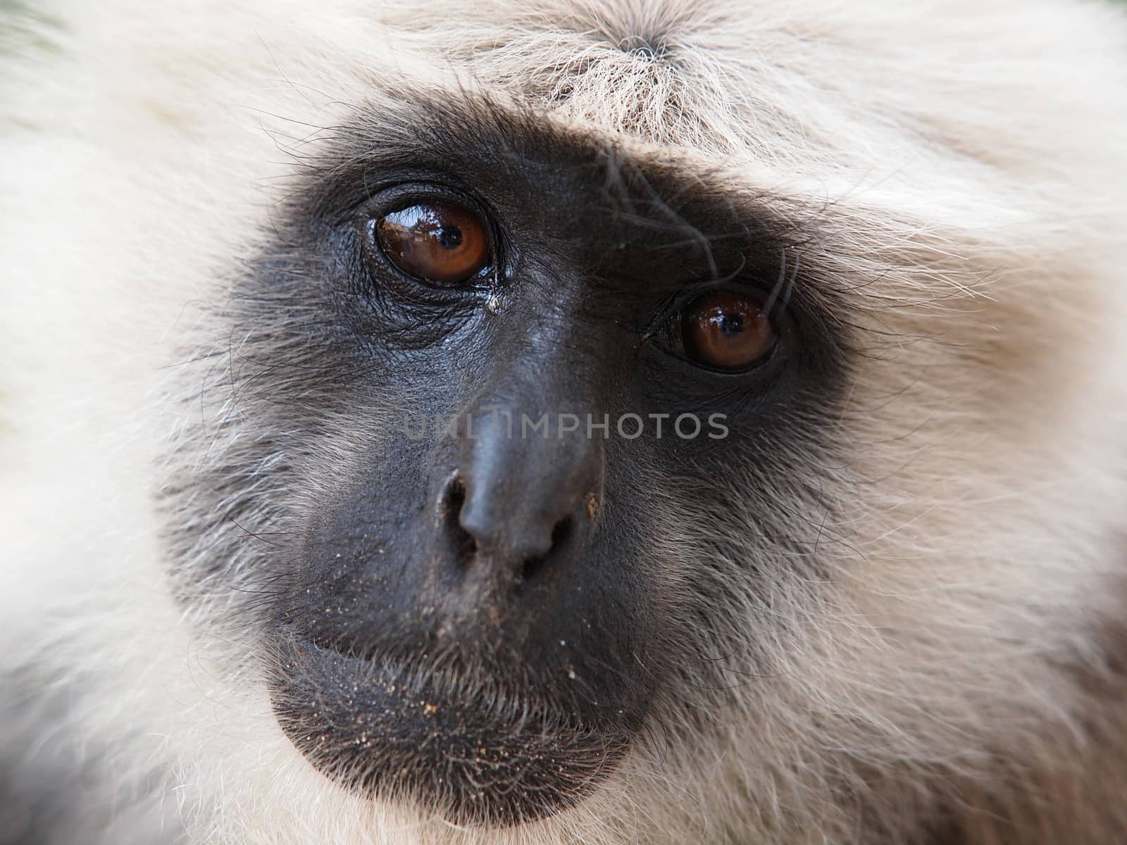 closeup portrait of sead monkey      