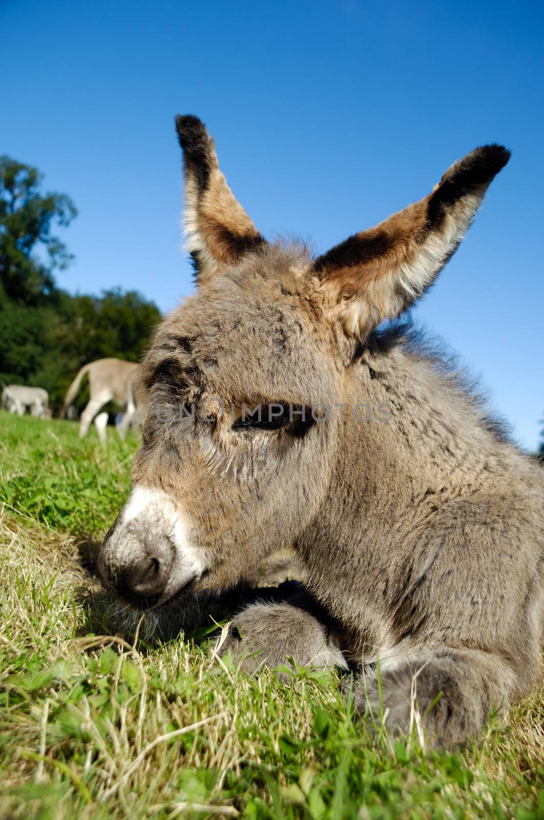 A sweet donkey foal is resting on green grass
