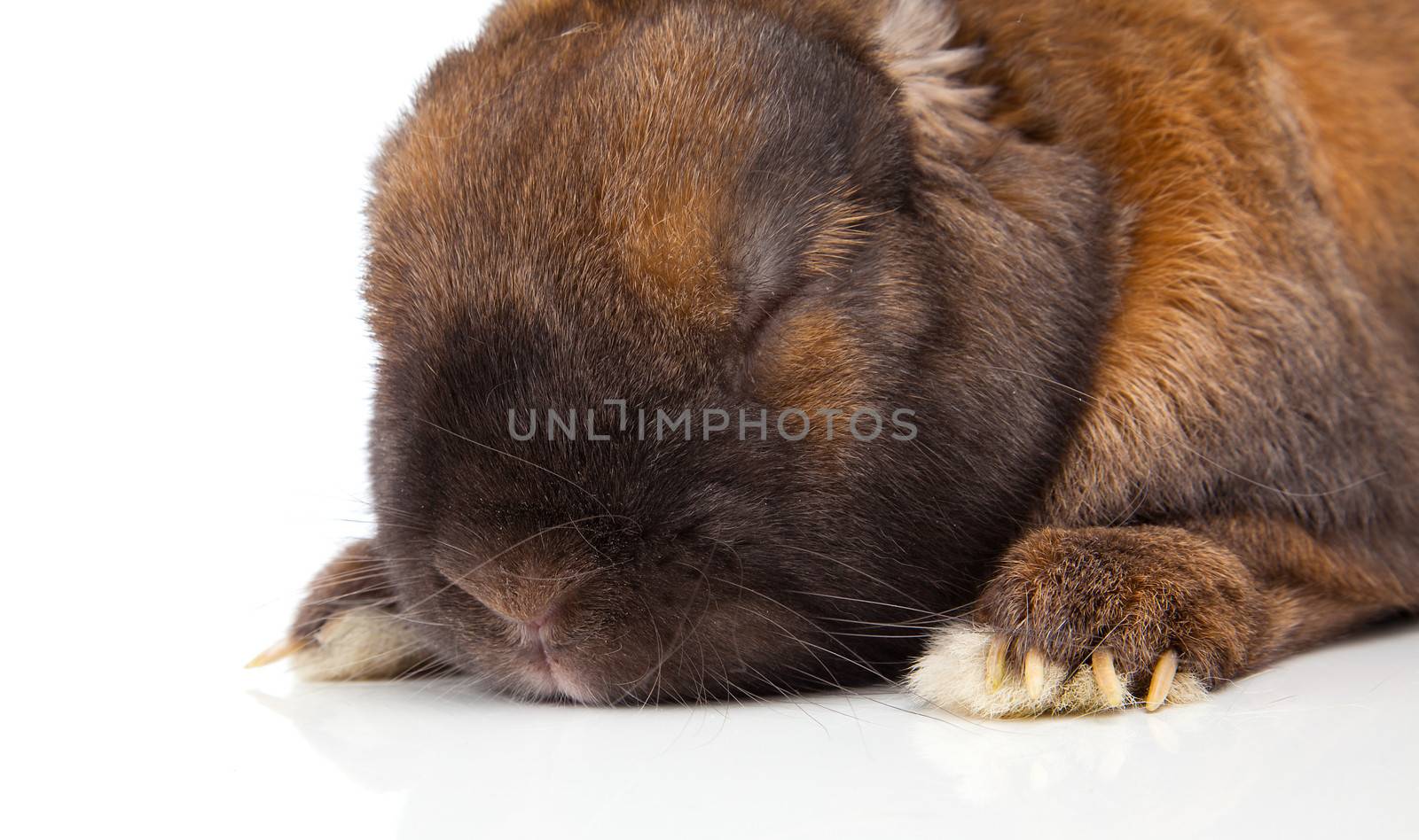 rabbit isolated on a white background