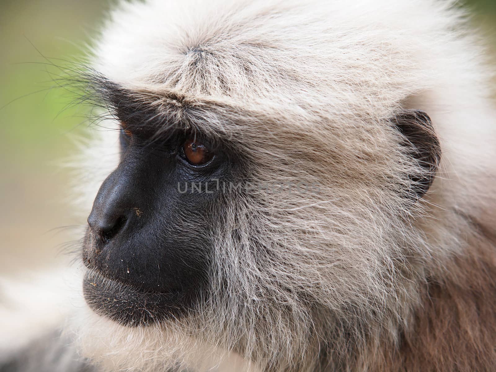 portrait of white monkey with sead face      