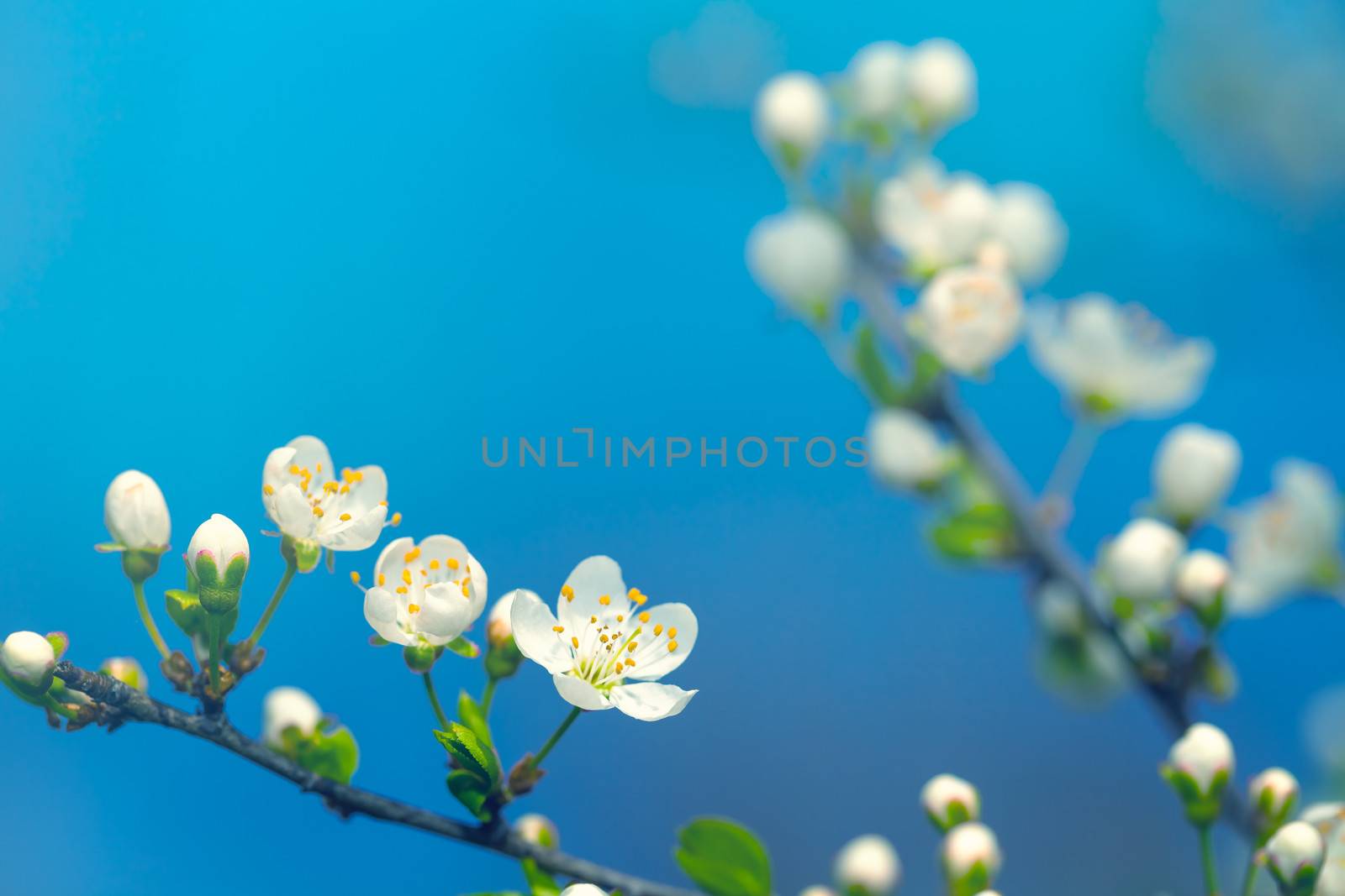 Spring flowers on blue sky background. Copy space