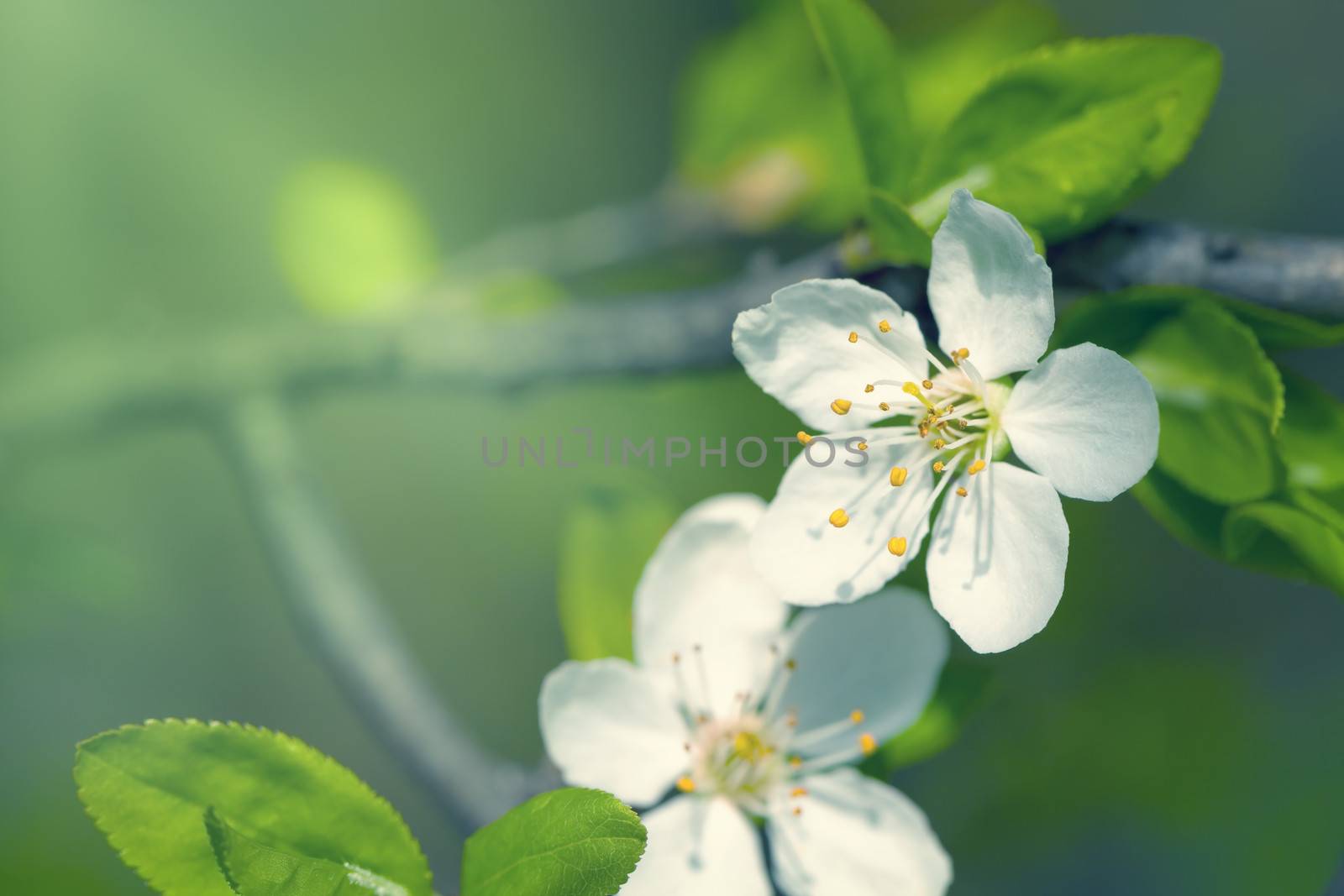 Spring Flowers by bozena_fulawka