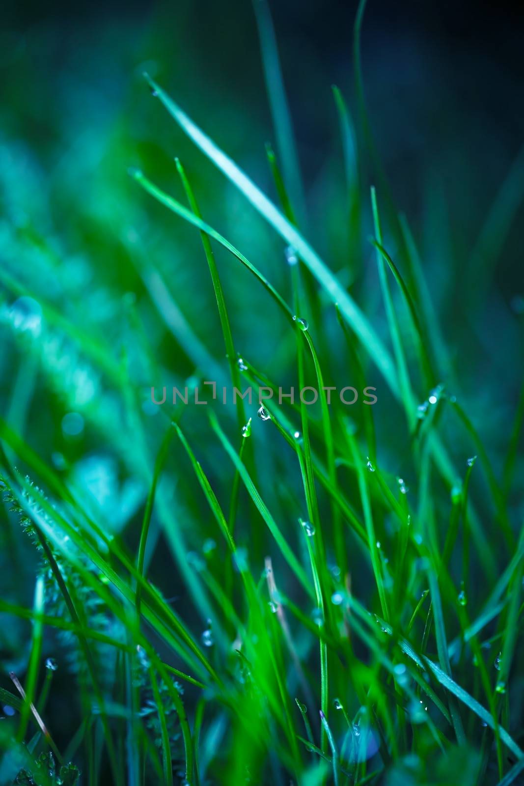 Green grass with water drops for spring background