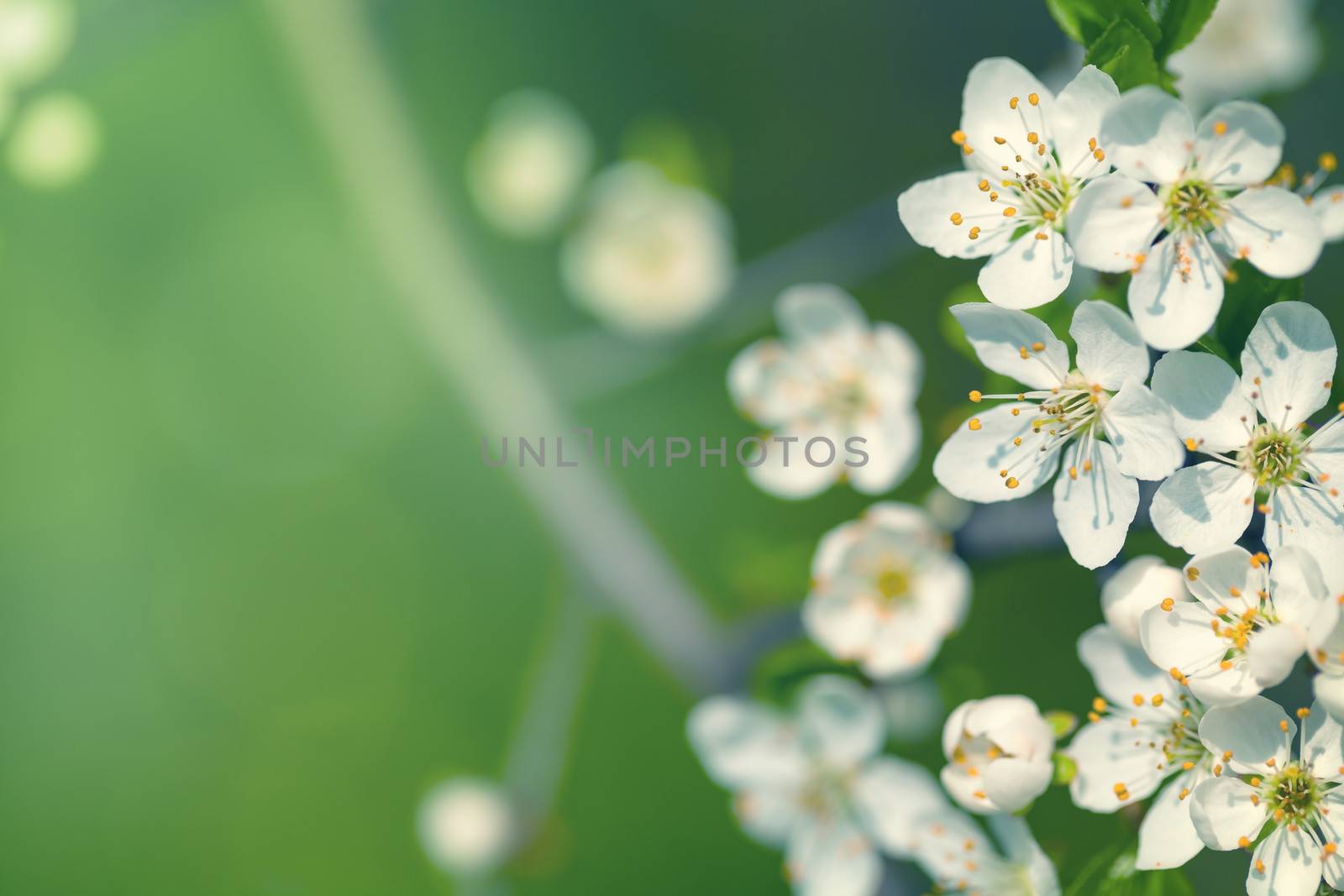 Spring background with white flowers. Copy space