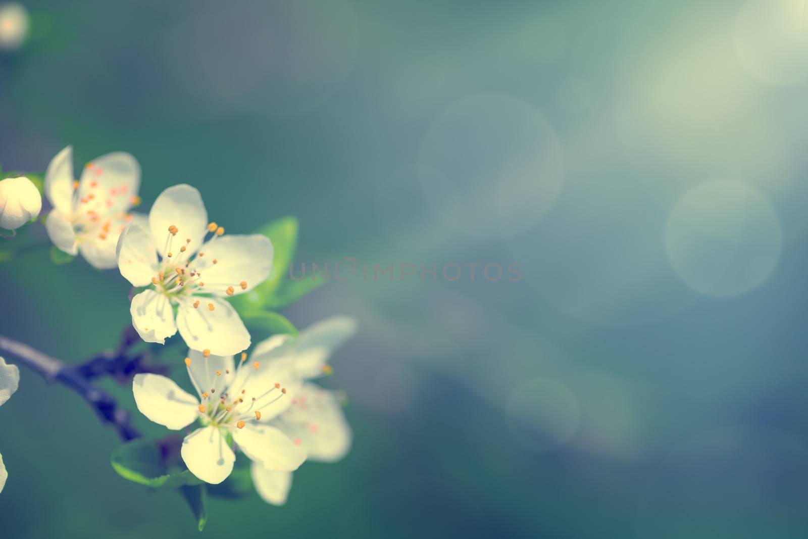 Spring white flowers for background. Empty room for text