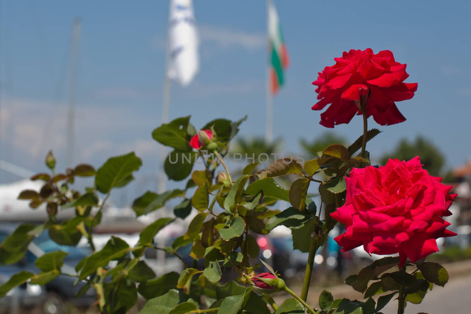 Two red roses in a summer day
