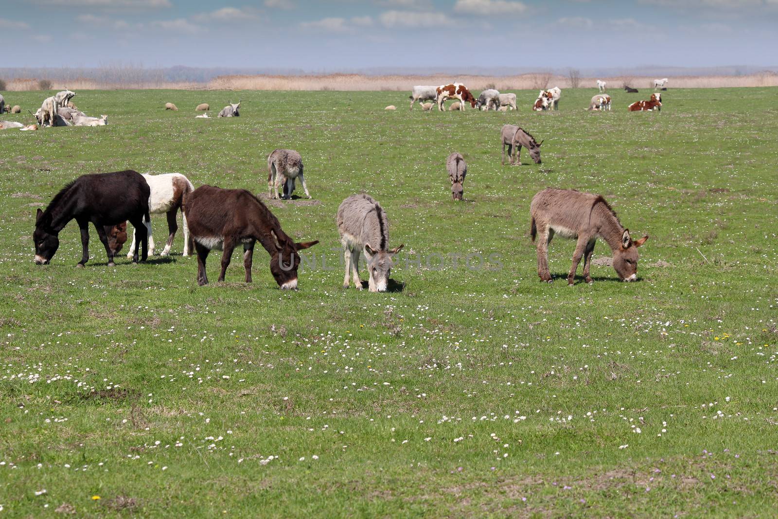 donkeys and cows on pasture