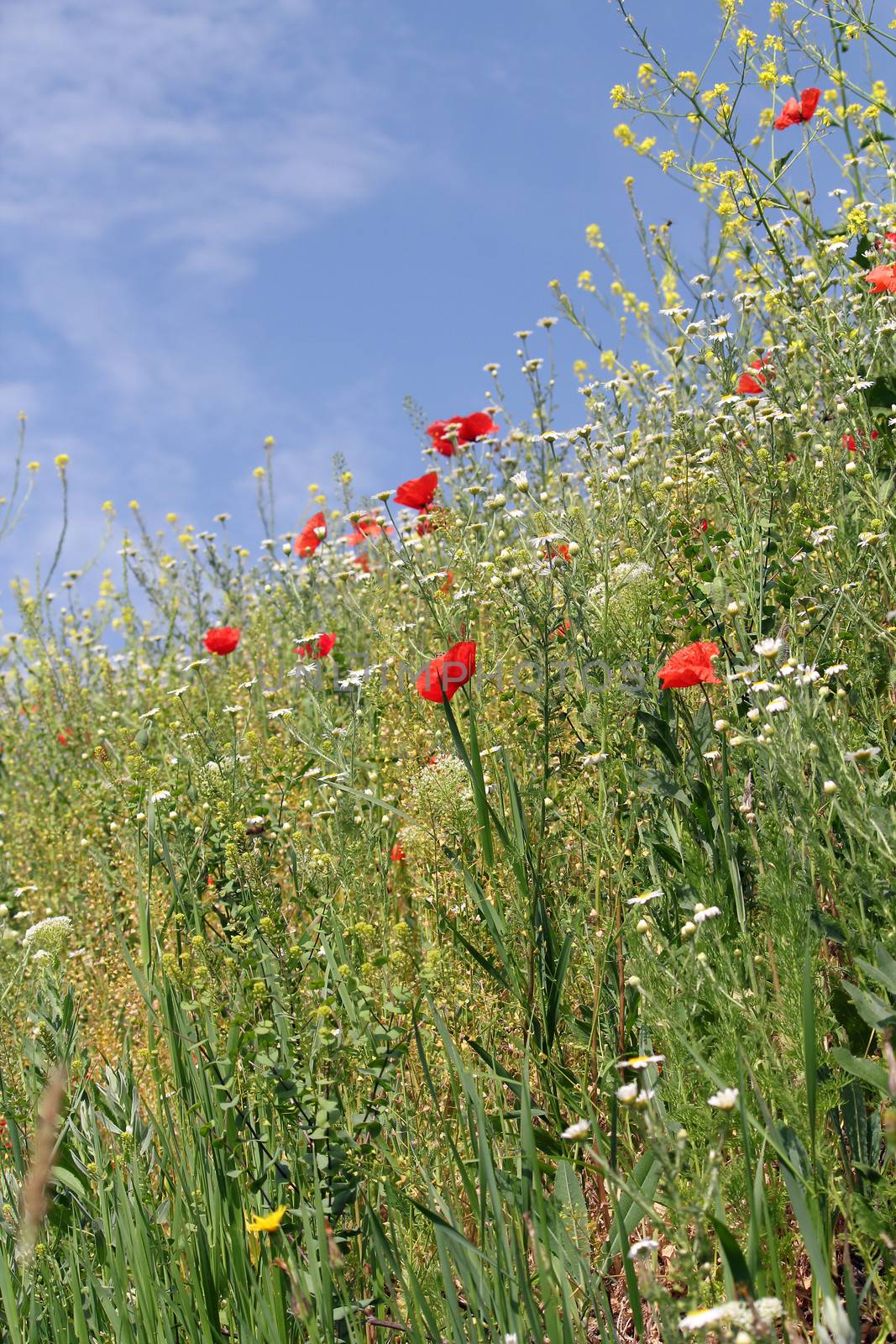 spring season meadow with wild flowers