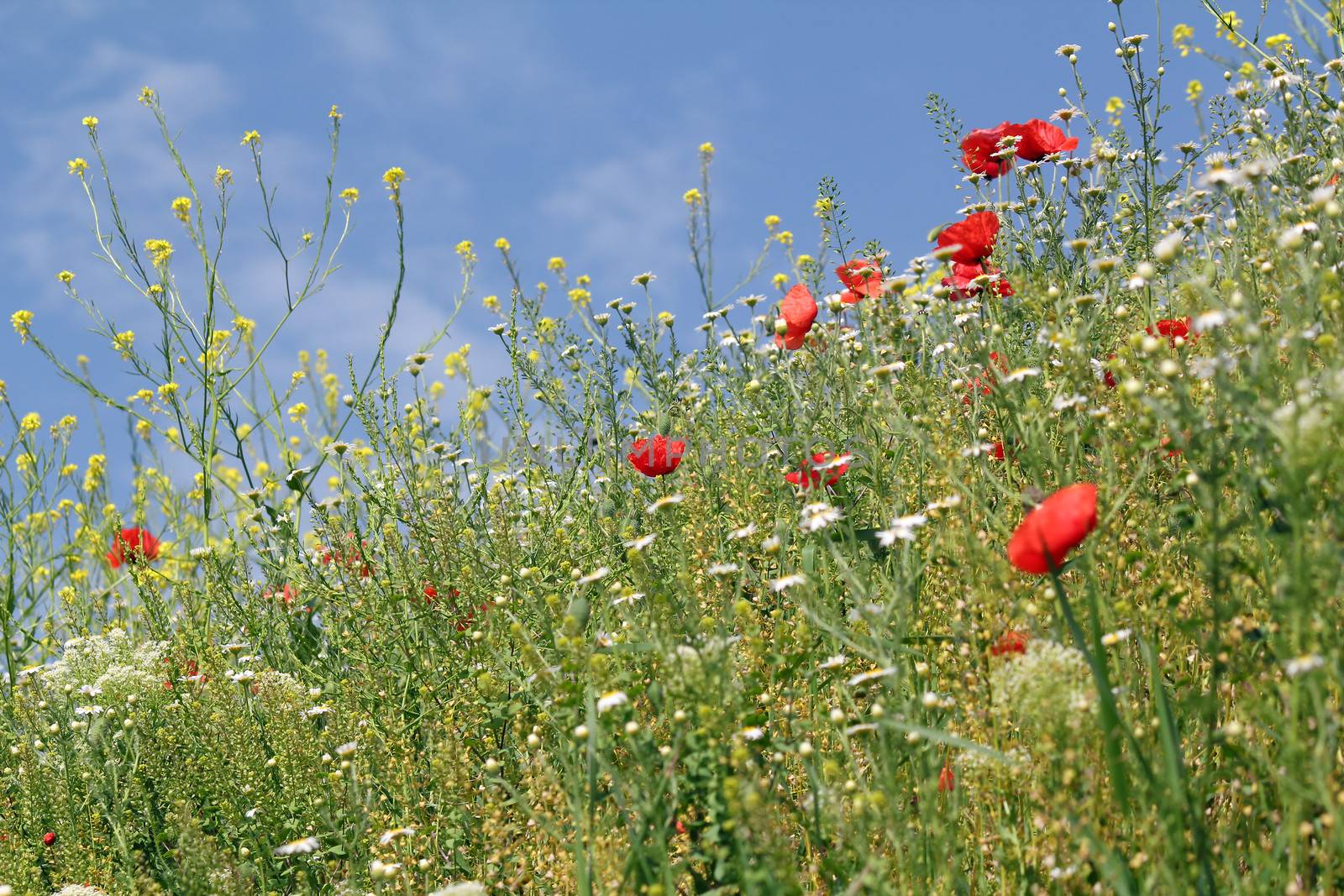 spring season wild flowers meadow