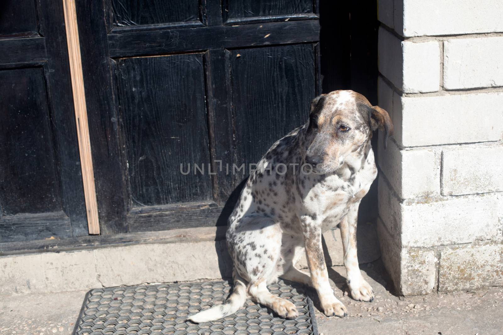 Sititting black and white dog near a door
