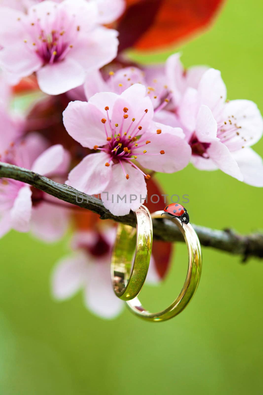 closeup of wedding rings with the pink apple flower and one ladybug