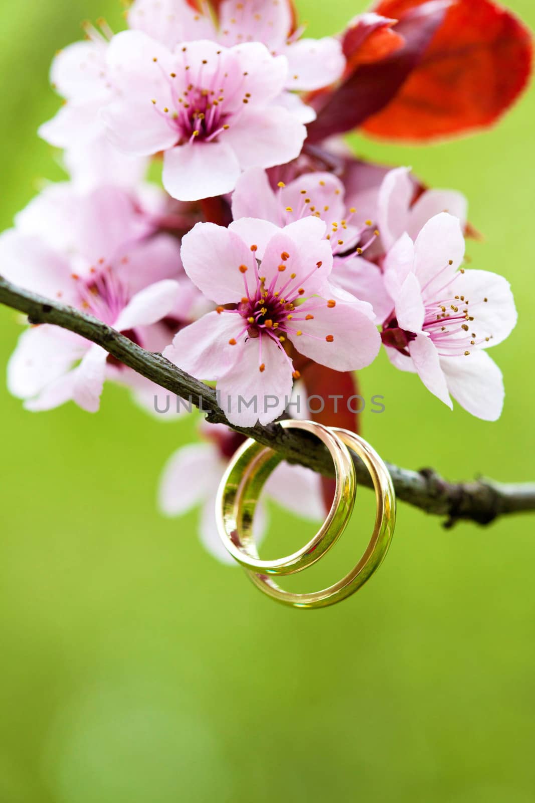 wedding rings closeup with the pink apple flower by PixAchi