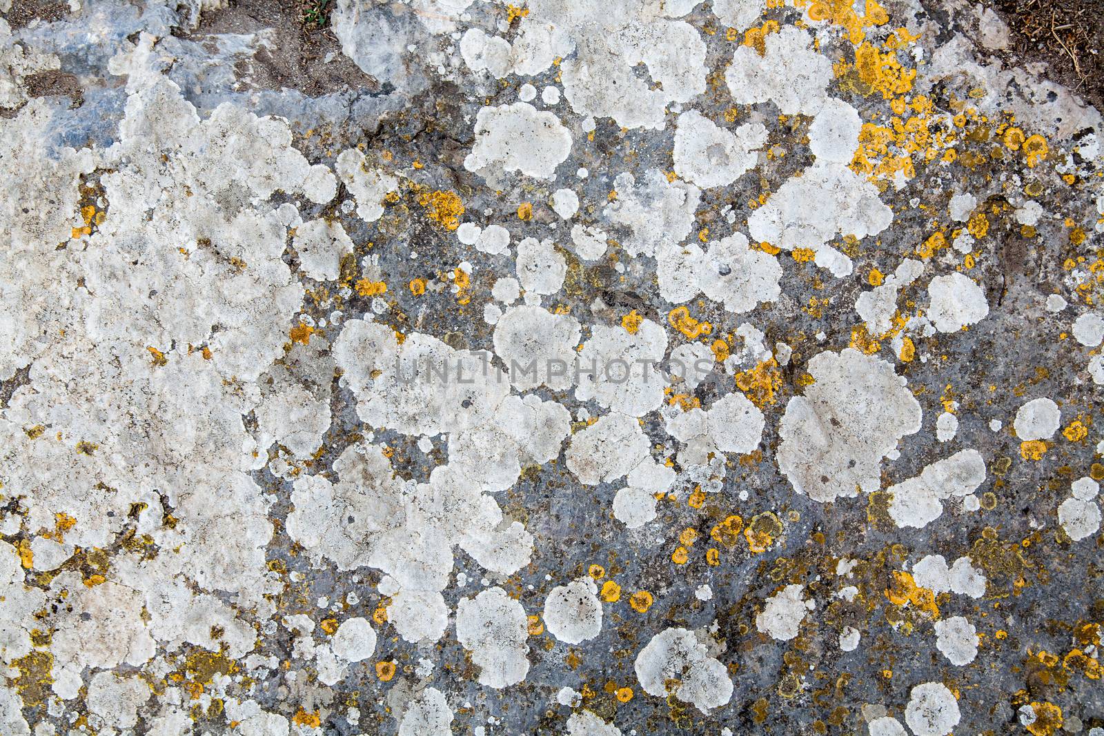 texture of stone covered with mold