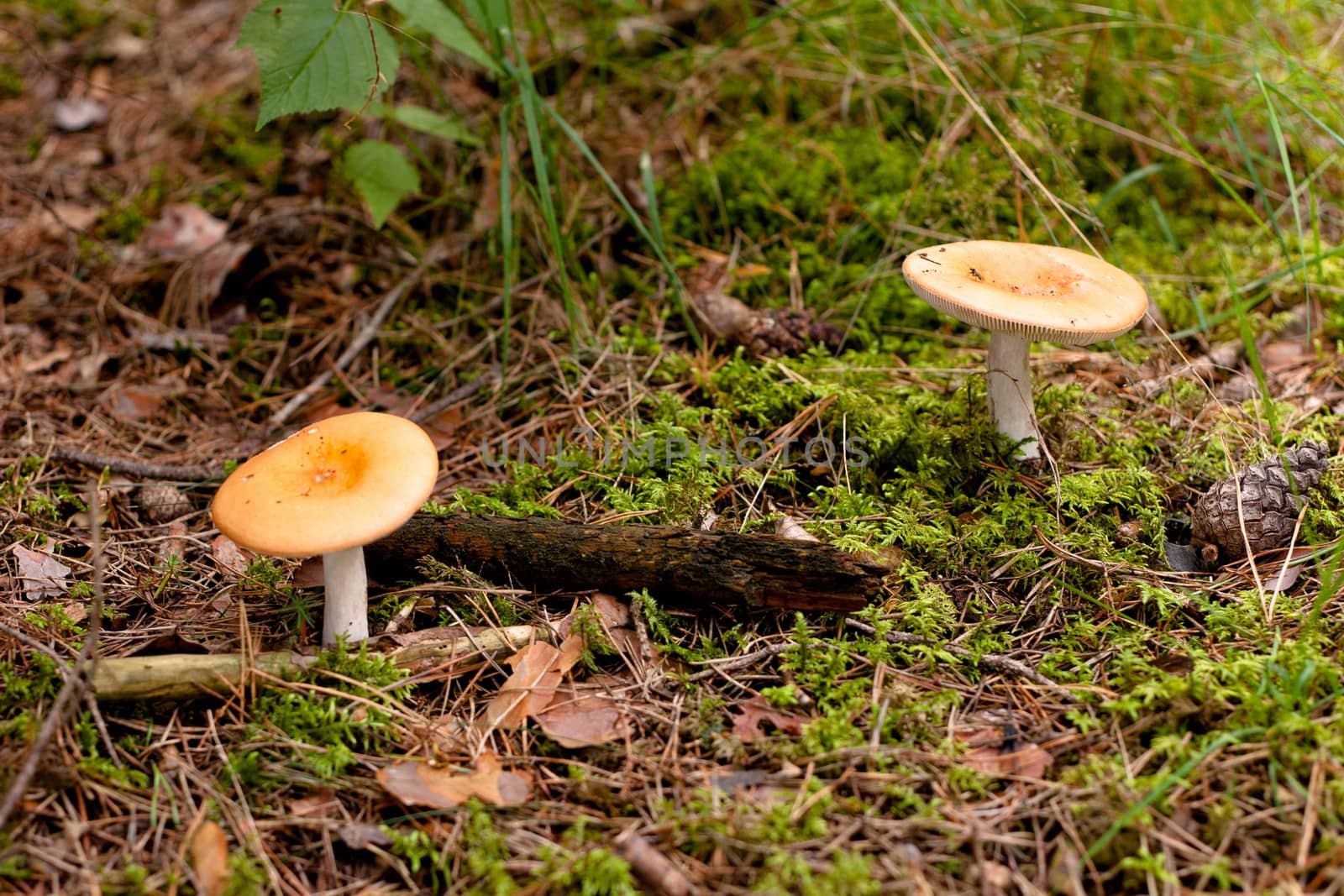 Two yellow mushrooms in a forest
