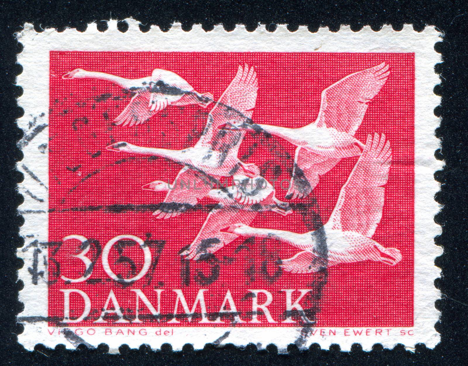 DENMARK - CIRCA 1956: stamp printed by Denmark, shows Whooper Swans, circa 1956