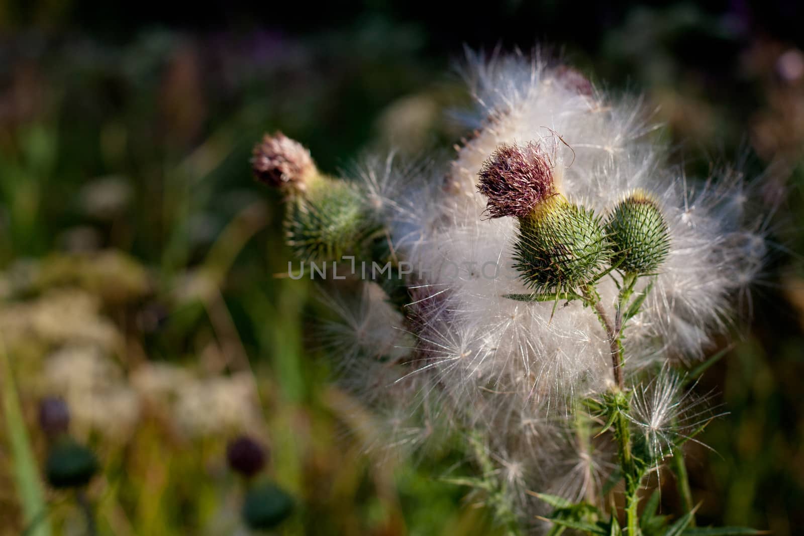 Spines and fuff on plants in green field in sunny day
