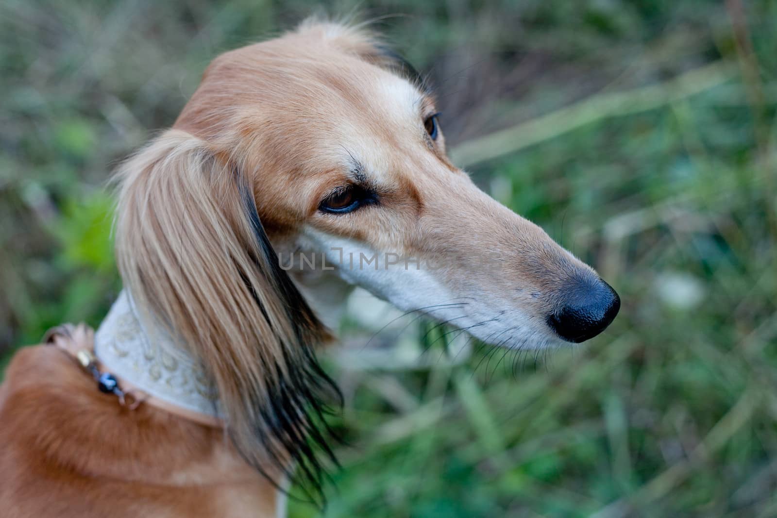 A portrait of brown saluki in green grass
