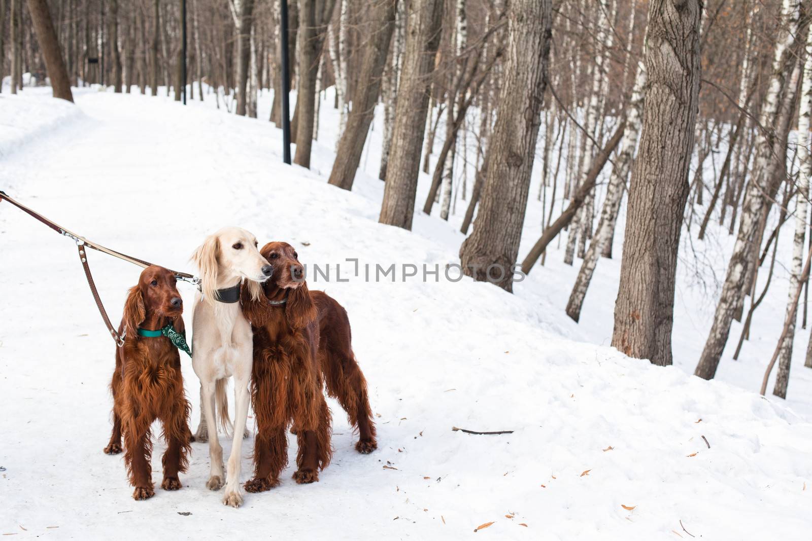 White saluki and two irish setters standing near a person on snow
