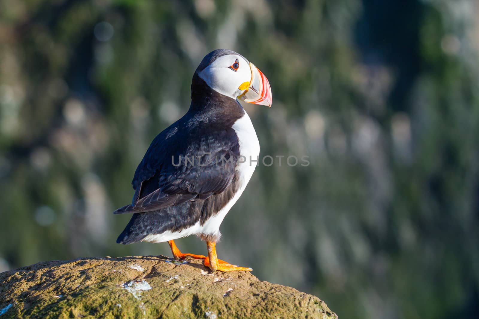 Puffin standing on a grassy cliff, sea as background, Latrabjarg north Iceland