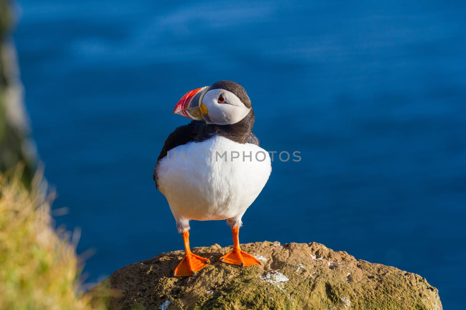 Puffin standing on a grassy cliff, sea as background, Latrabjarg north Iceland