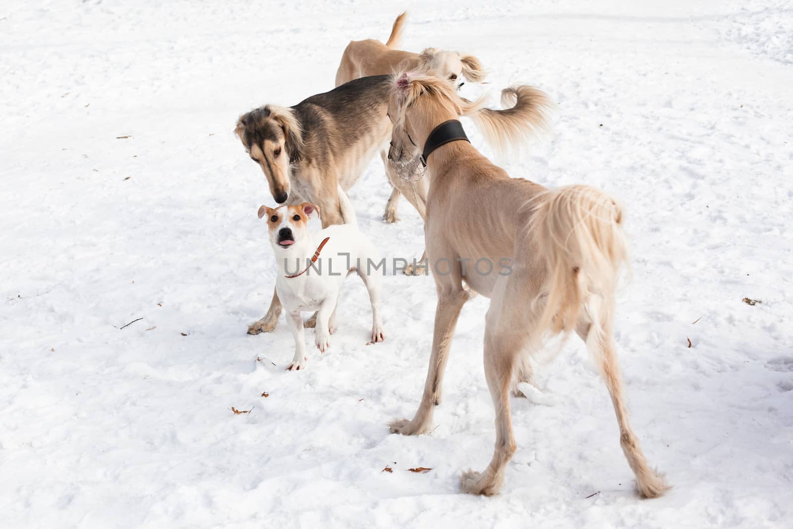 Three hounds and a terrier walking on snow
