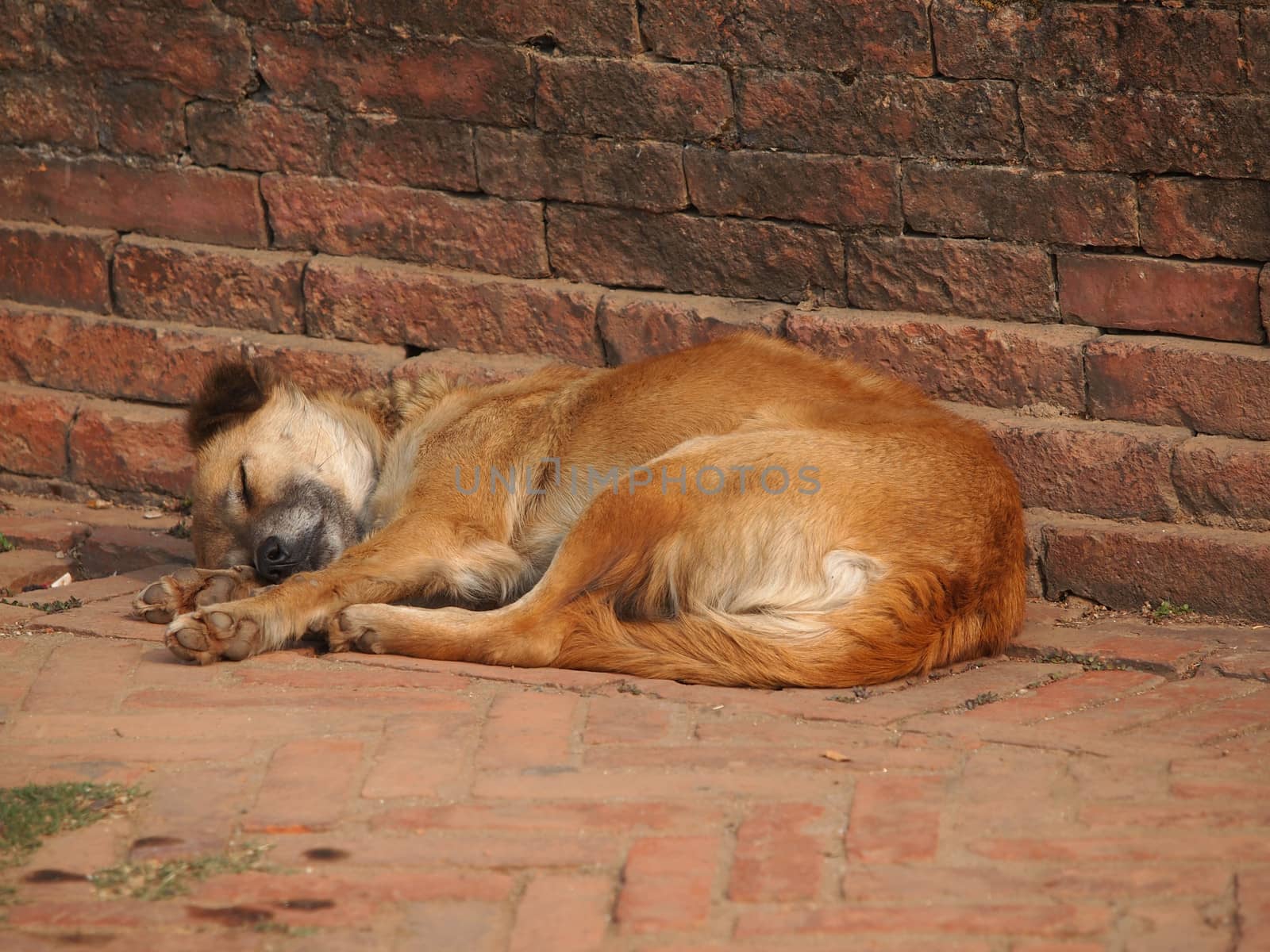 dog sleeping on the street near the redd brick wall       